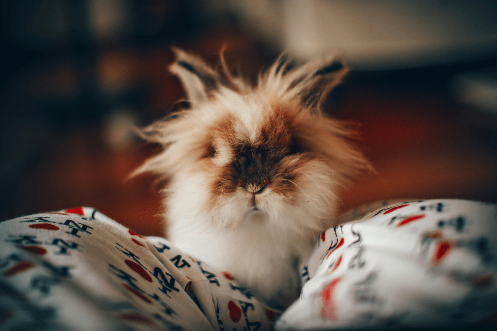 Cute, fluffy rabbit sittiing on a persons legs looking at the camera